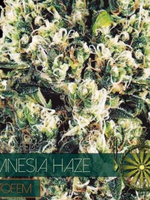 Amnesia Haze Autofem by Vision Seeds