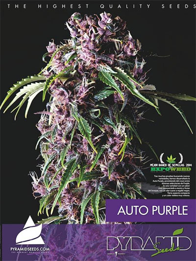 Auto-Purple-Pyramid