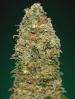White Widow von 00 Seeds