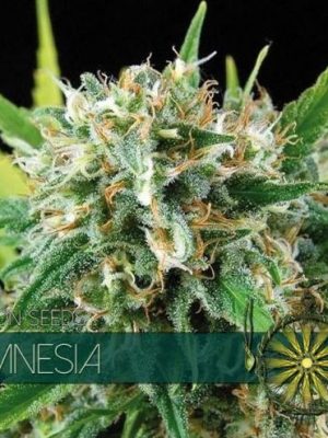 Amnesia by Vision Seeds