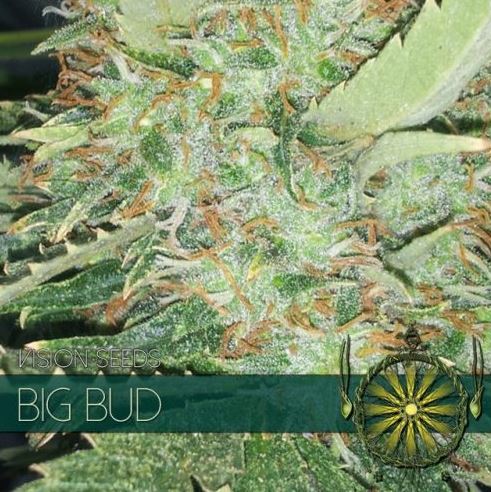 Big Bud von Vision Seeds