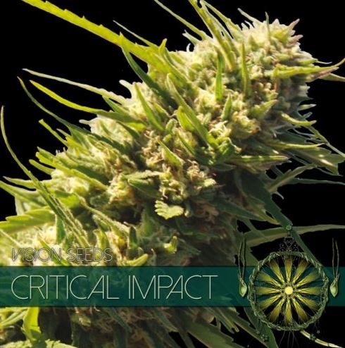 Critical Impact by Vision Seeds