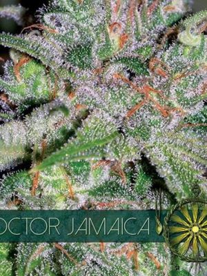 Doctor Jamaica von Vision Seeds