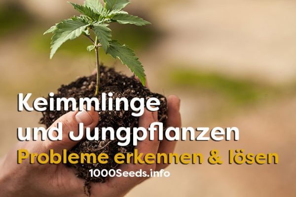 Keimlinge-Seedlinge-Probleme