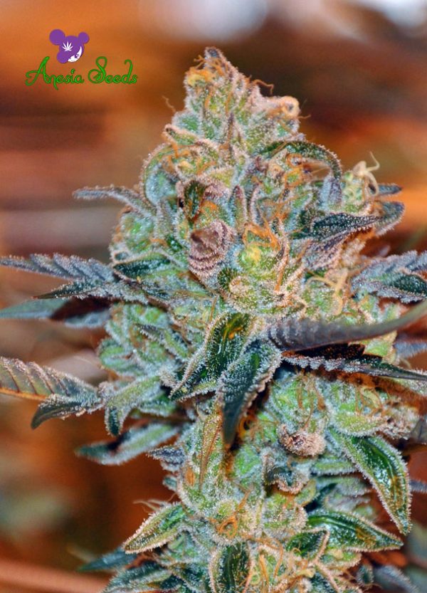 Orient Express by Anesia Seeds