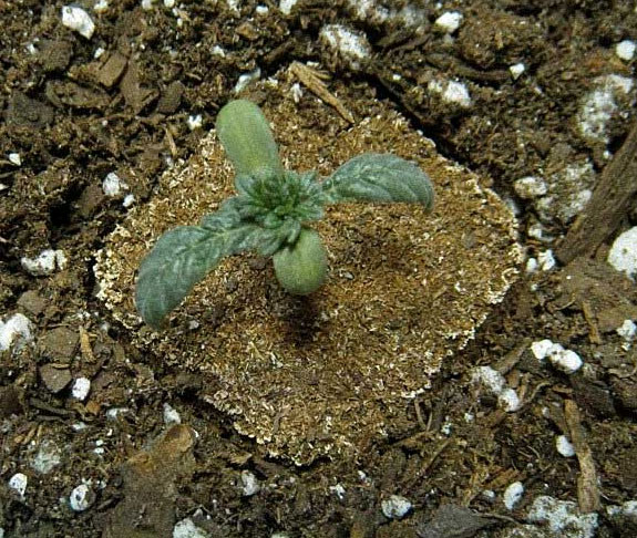 ausgetrockneter-Seedling