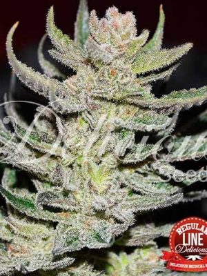 Desconocida Kush by Delicious Seeds
