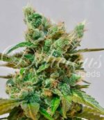 Honeybells von Delicious