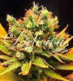 Honeybells von Delicious Seeds