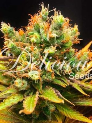 Honeybells by Delicious Seeds