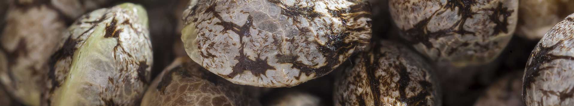 medizinische Cannabis Samen