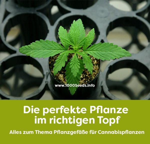 Cannabis-Pflanztopf