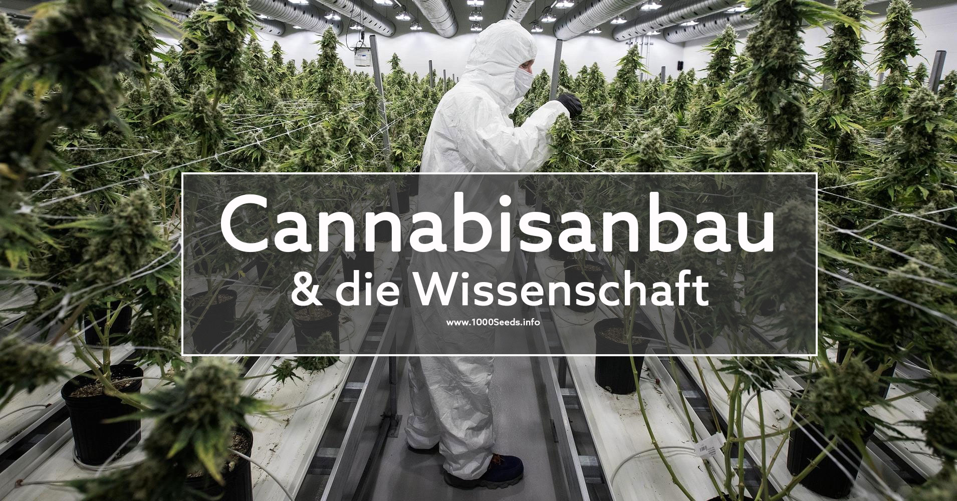 Cannabisanbau-und-die-Wissenschaft