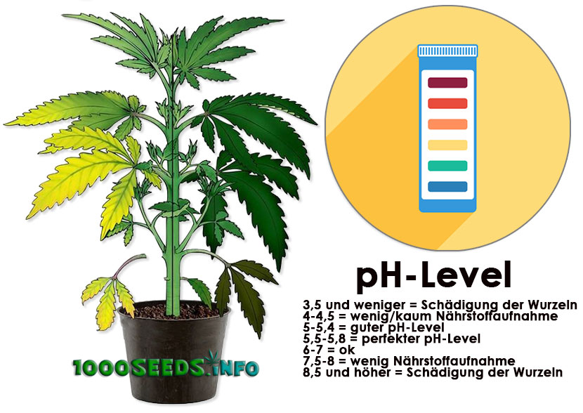 plantas de cannabis de nivel ph