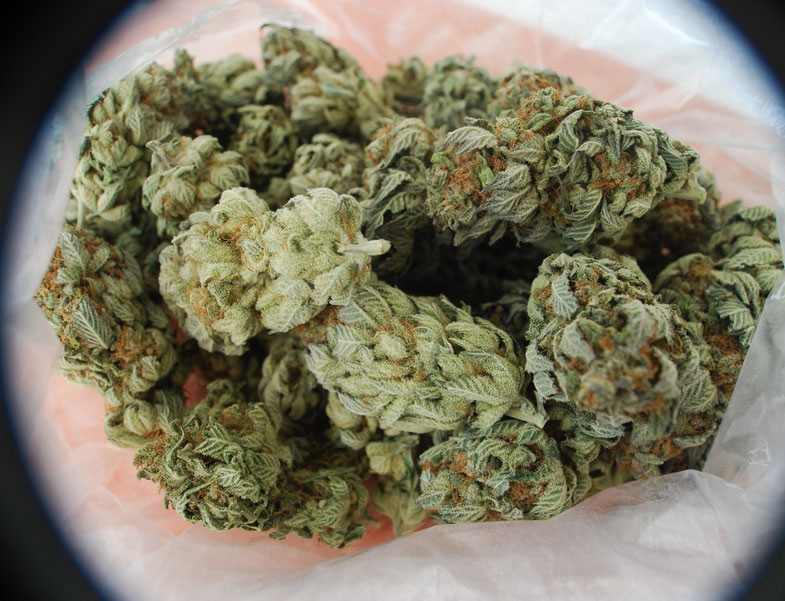 Cannabis-Ernte-Weiterverarbeitung