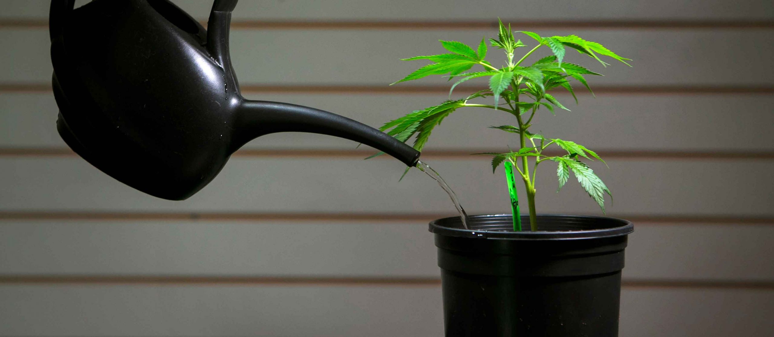 Cannabisgiessen 1000Seeds