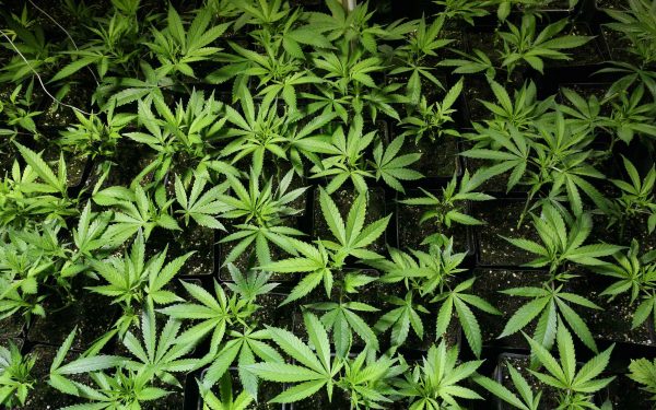 Grow-Lexikon-1000Seeds