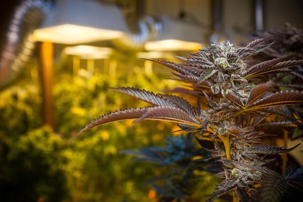 Grow Lexicon Cannabis