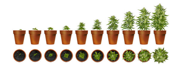 Grow-Phasen-Cannabis