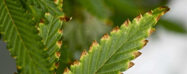 Mangelerscheinungen-Cannabis-Grow