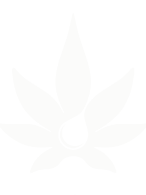 Seedshop 1000seeds