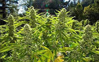 cultivo de cannabis al aire libre