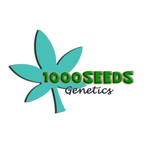 1000Seeds-Cannabis-Samen