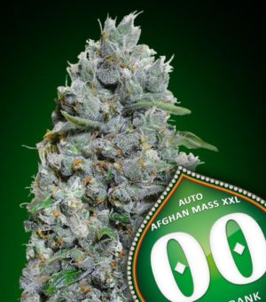 Auto Afghan Mass XXL