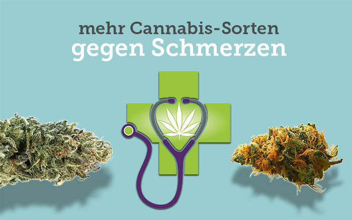 Schmerzen-Cannabis-Sorten