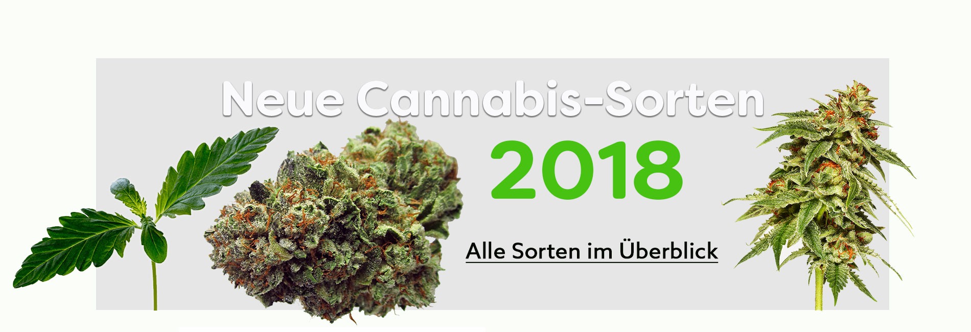 new-cannabis-varieties-2018