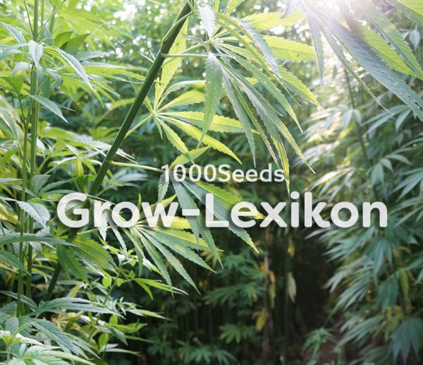 1000Seeds-das-Grow-Lexikon
