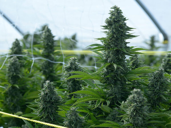 Cannabis-Grow-Kalender