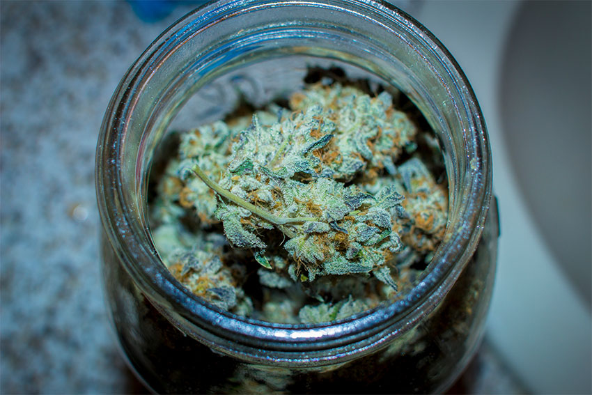 Cannabis-Trocknen