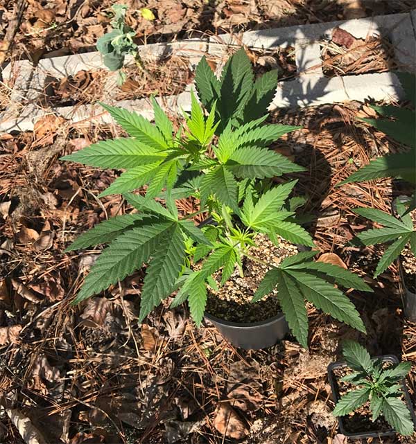 Cannabisanbau-Mai-Grow-Kalender