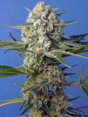 Crystal Candy Fast Version (Sweet Seeds), feminised seeds
