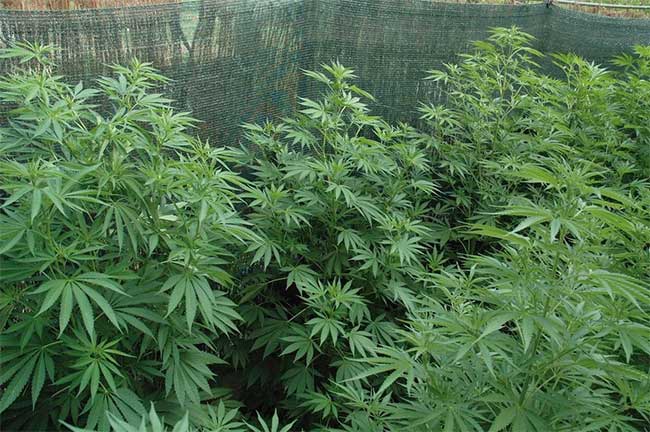 Outdoor cultivation-july