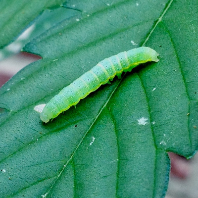 Caterpillar Cannabis Grow