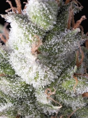 Ramses by Pyramid Seeds
