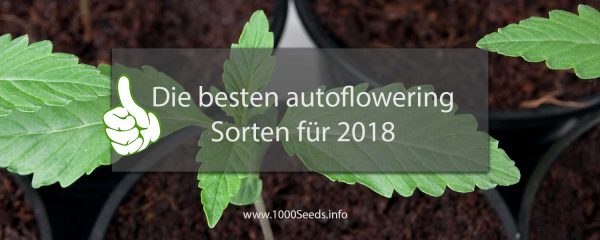 die-besten-autoflowering-Sorten-2018