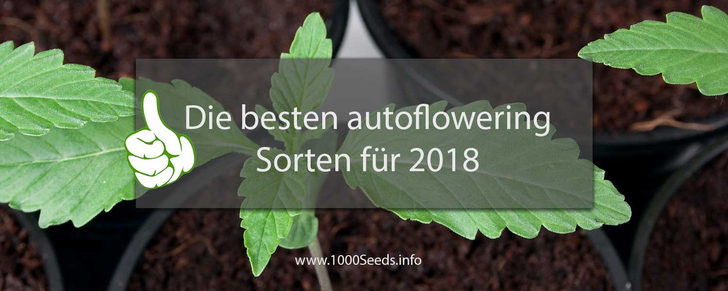 the-best-autoflowering-varieties-2018