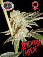 Badazz-Cheese-Big-Buddha