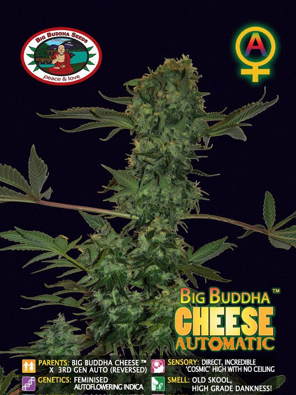 Big-Buddha-Cheese-auto