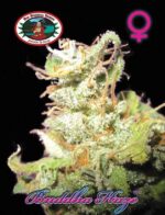 Big Buddha Haze