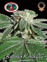 Buddha-Kush