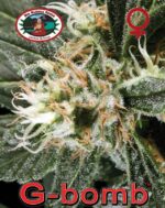 G-Bomb von Big Buddha Seeds