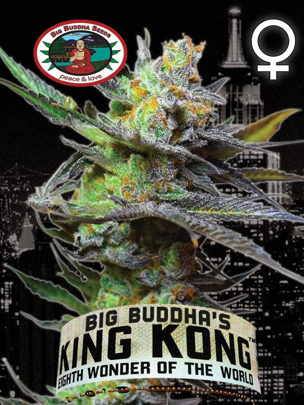 King Kong Big Buddha