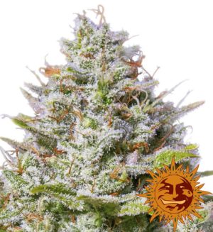 Blue Gelato 41 von Barneys Farm