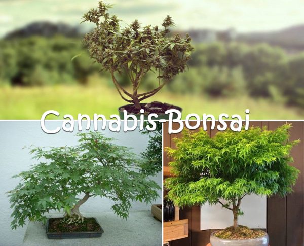 Cannabis-Bonsai-1