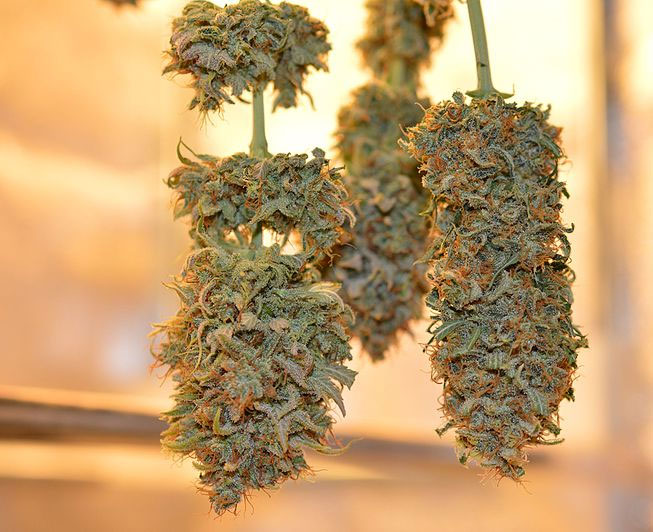 Cannabis-correcto-secado