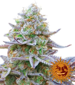 Gorilla Zkittlez von Barneys Farm